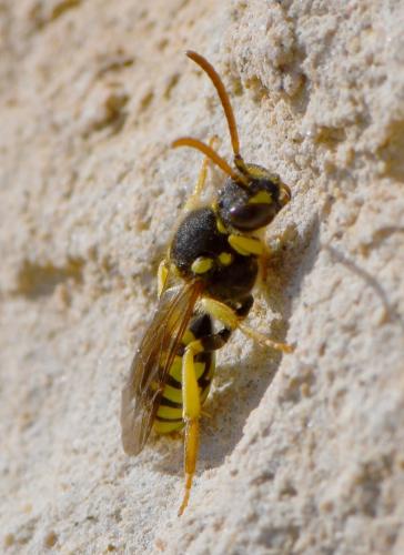 Nomada succincta